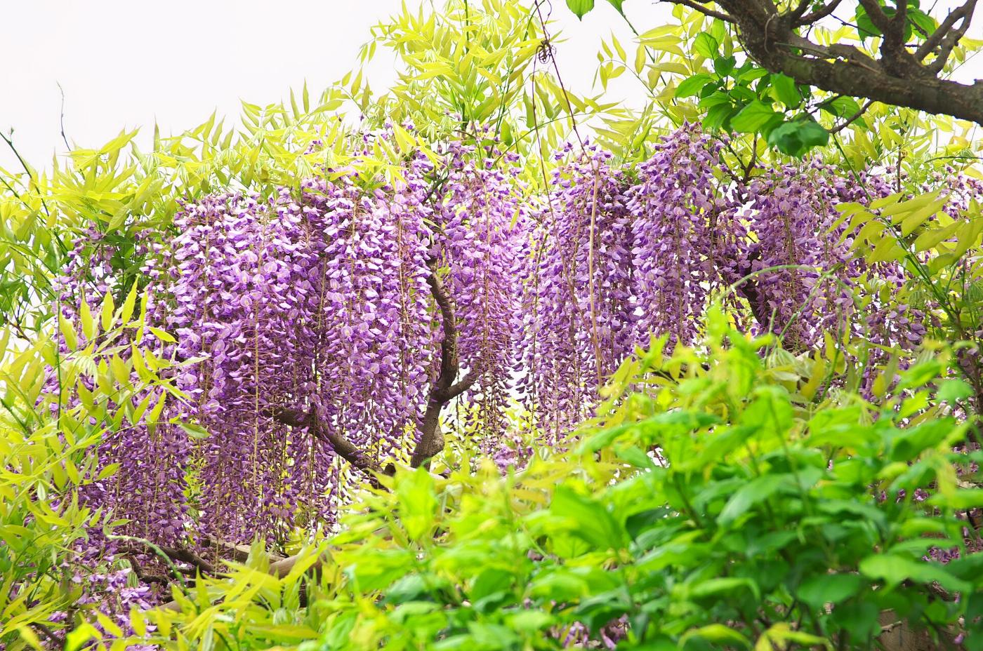 Wisteria at Kameido Tenjin Shrine, 3-6-1 Kameido, Koto City, Tokyo