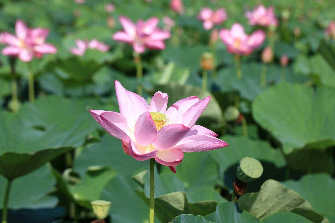 Lotus at Kodaihasu no Sato (Gyoda), 2375-1 Kobari, Gyoda, Saitama