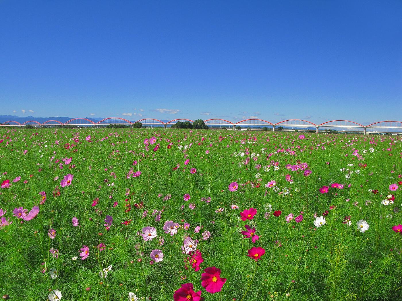 Cosmos at Konosu Cosmos Fields, 636-1 Myoyo, Konosu, Saitama