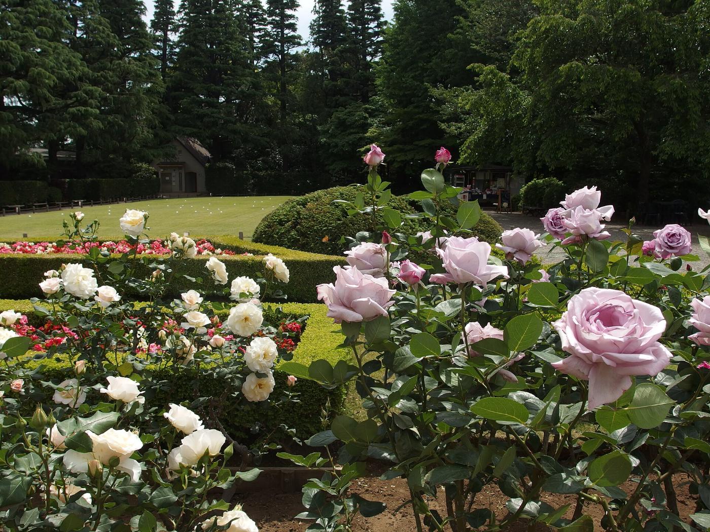Roses at Kyu-Furukawa Gardens, 1-27-39 Nishigahara, Kita City, Tokyo