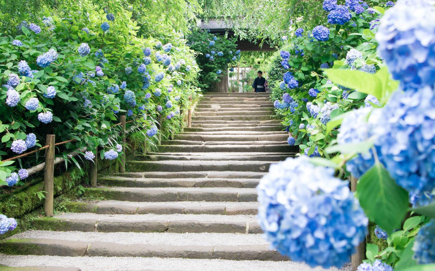 Hydrangea at Meigetsu-in Temple, 189 Yamanouchi, Kamakura, Kanagawa
