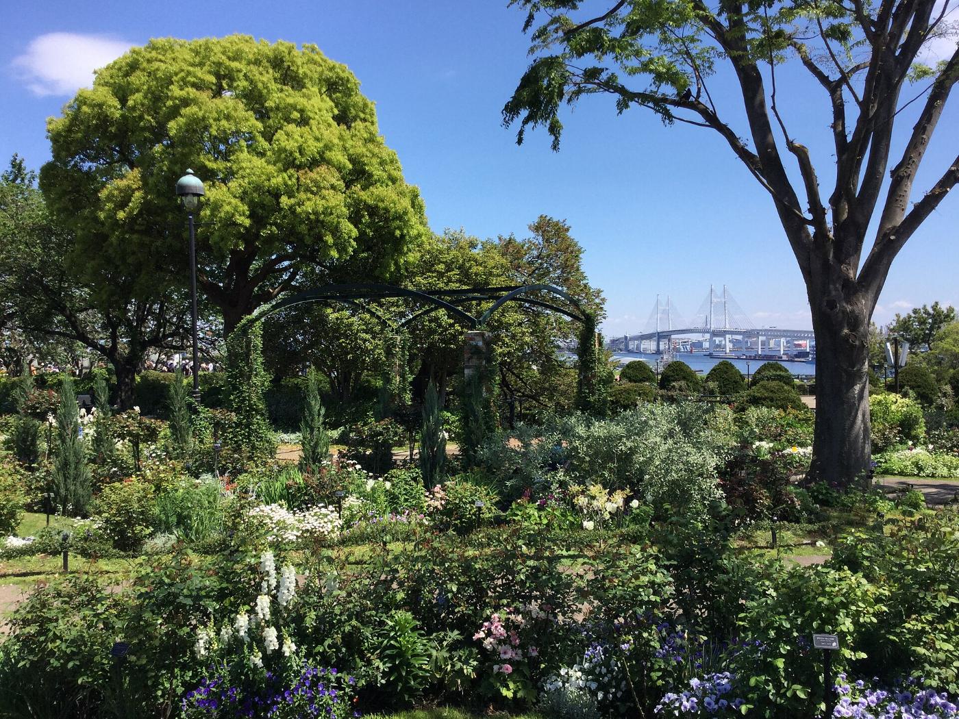 Roses at Minato-no-Mieru-Oka Park, 114 Yamatecho, Naka Ward, Yokohama