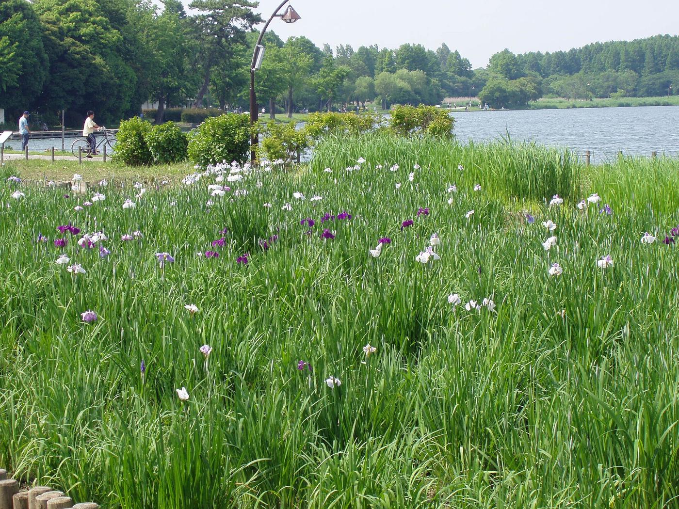 Iris at Mizumoto Park, 3-2 Mizumotokoen, Katsushika City, Tokyo