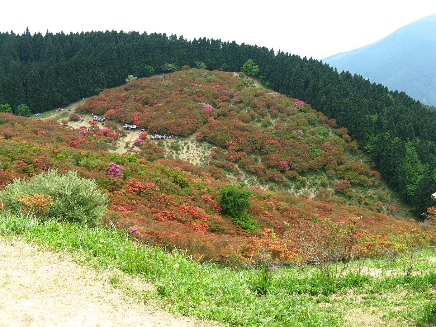 Azalea at Mount Katsuragi, Gose, Nara