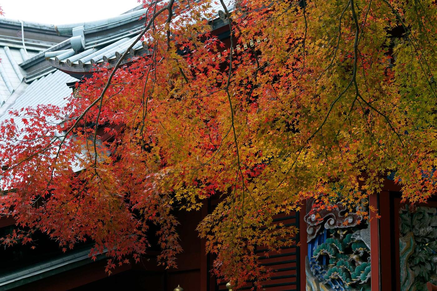 Autumn leaves at Mount Takao, Takaomachi, Hachioji, Tokyo