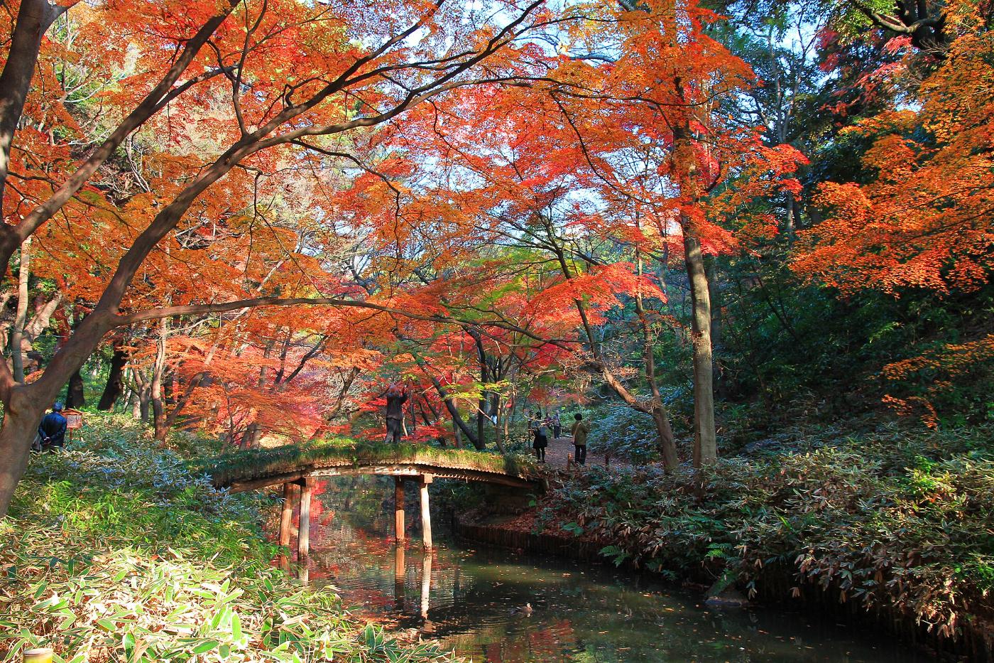 Autumn leaves at Rikugien Garden, 6-16-3 Honkomagome, Bunkyo City, Tokyo