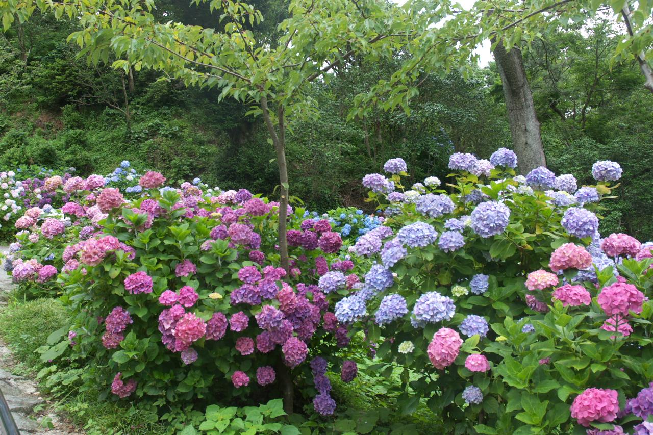 Hydrangea at Shimoda Park, 3-1 Shimoda, Shimoda, Shizuoka