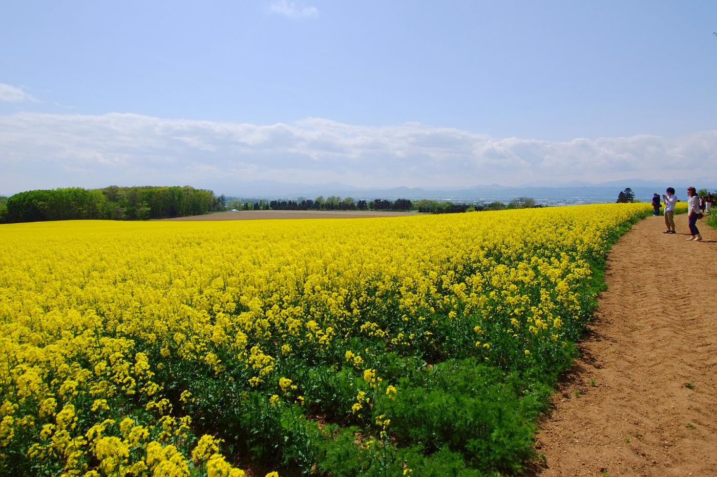 Rapeseed at Takikawa Rapeseed Fields, Eberuotsu, Takikawa, Hokkaido
