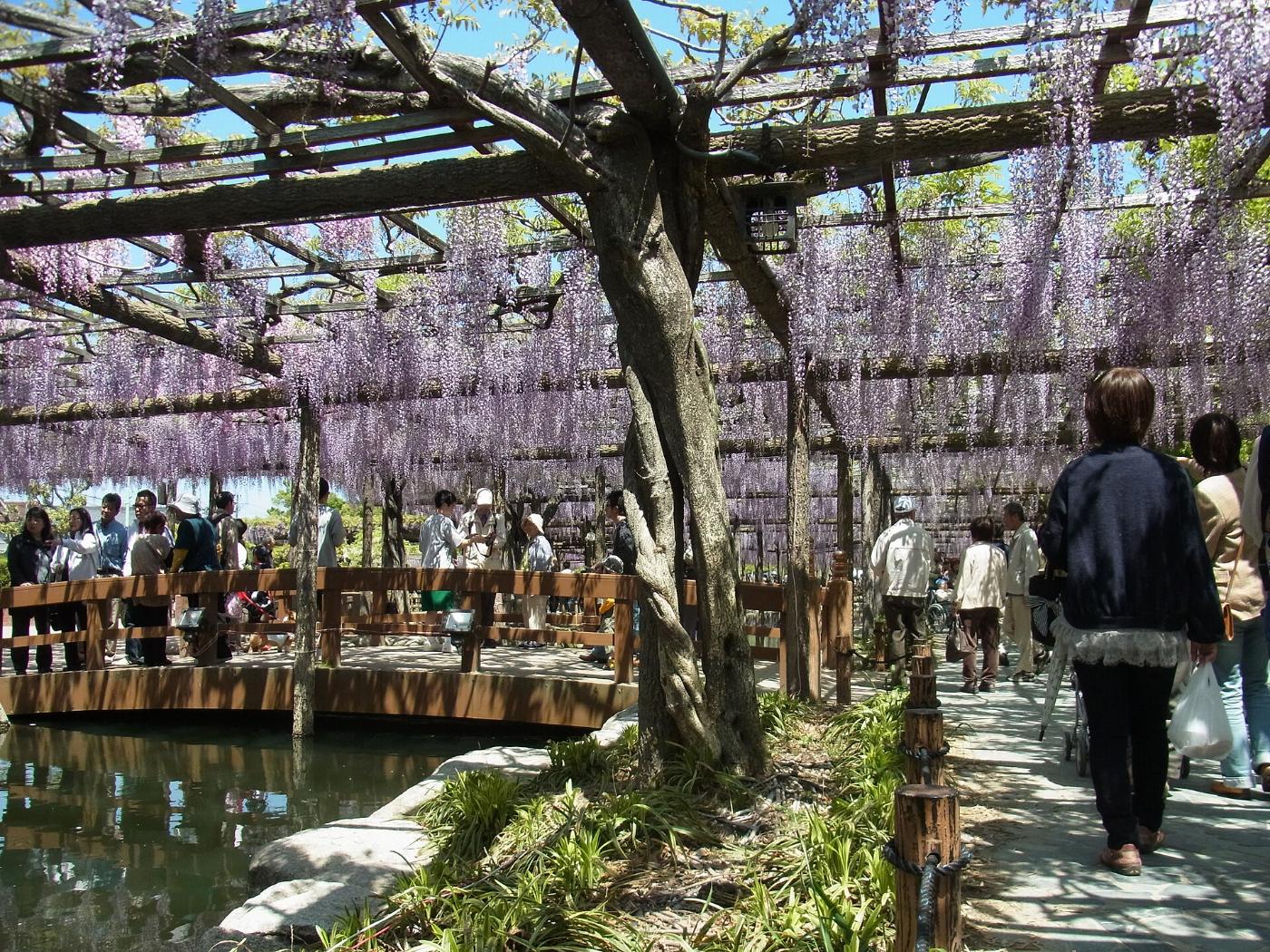Wisteria at Tennogawa Park, 1 Tennodori, Tsushima, Aichi