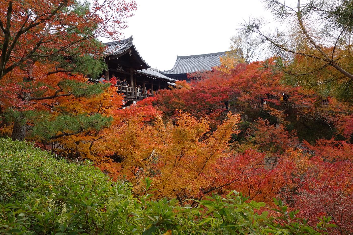 Autumn leaves at Tofuku-ji Temple, 15-778 Honmachi, Higashiyama Ward, Kyoto