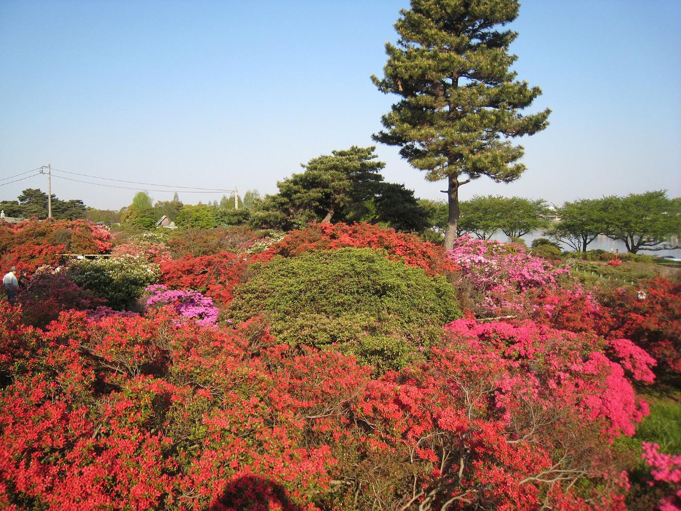 Azalea at Tsutsujigaoka Park (Tatebayashi), 3278 Hanayamacho, Tatebayashi, Gunma