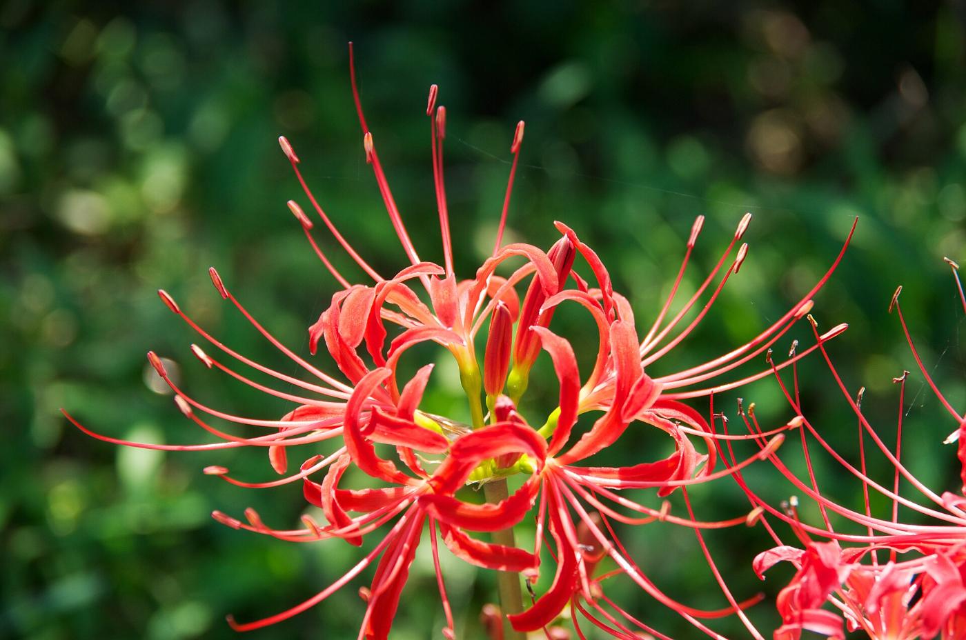 Red spider lily at Tsuzura Terraced Rice Fields, Ukiha-machi Shinkawa, Ukiha, Fukuoka