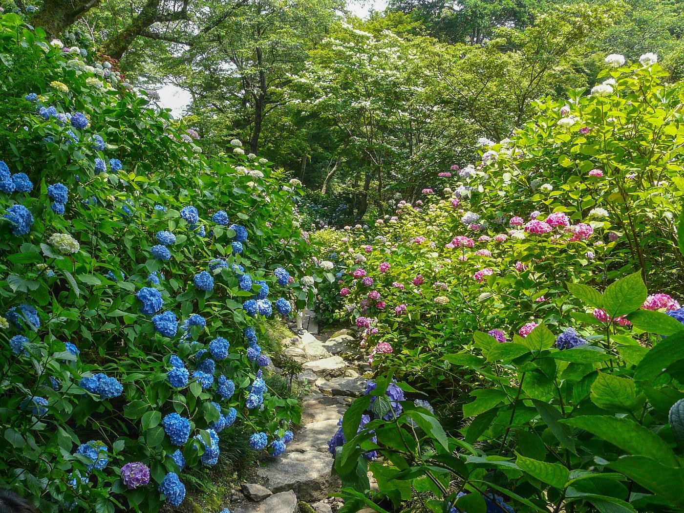 Hydrangea at Yata-dera Temple, 3549 Yatacho, Yamatokoriyama, Nara