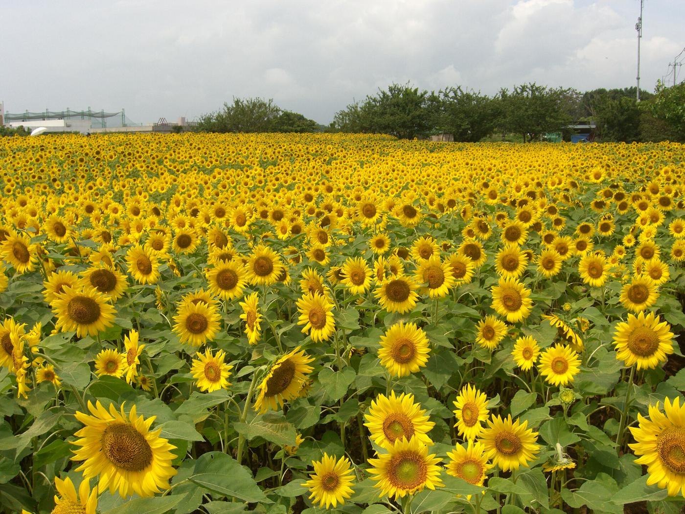 Sunflowers at Zama Sunflower Fields, Shinden-juku, Zama, Kanagawa