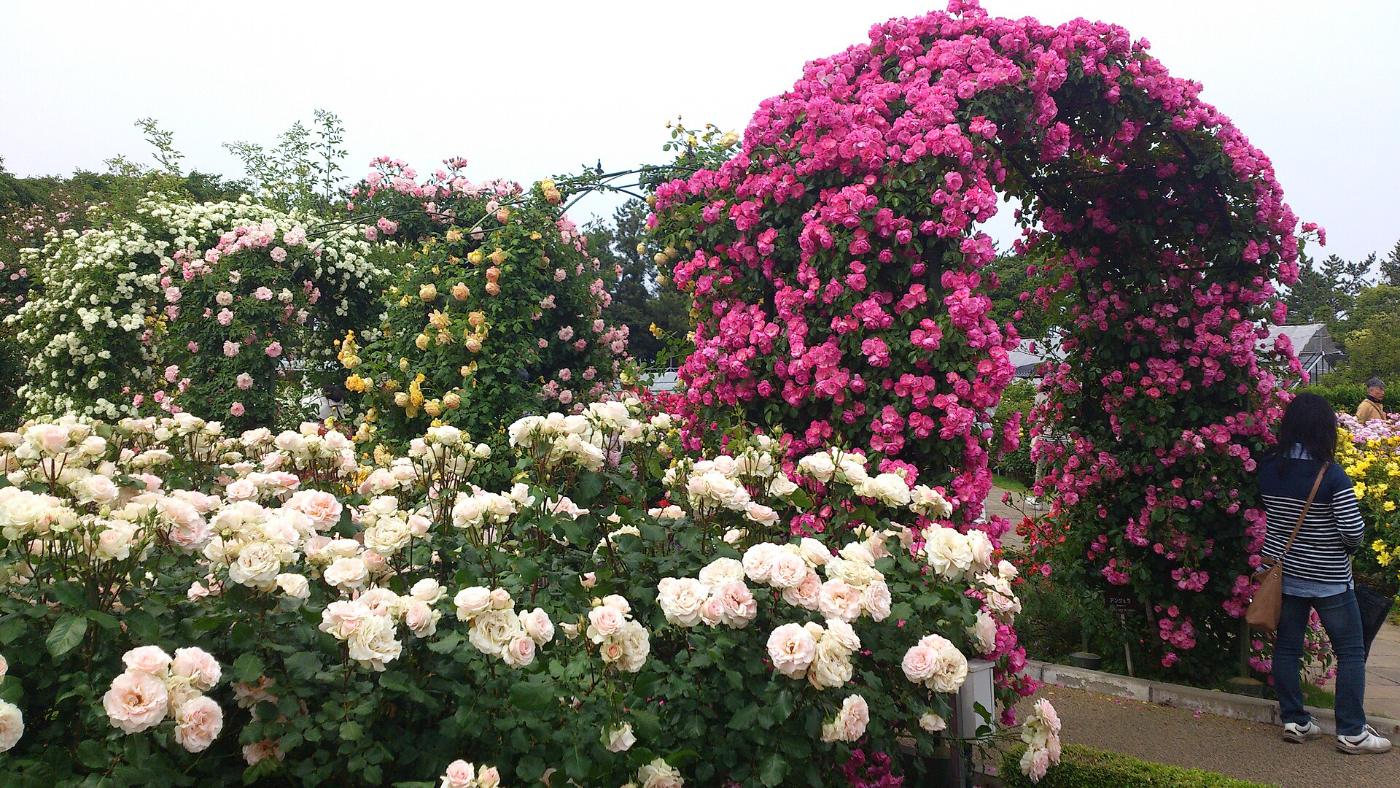 Chrysanthemum at Hamamatsu Flower Park, 195 Kanzanjicho, Chuo Ward, Hamamatsu, Shizuoka
