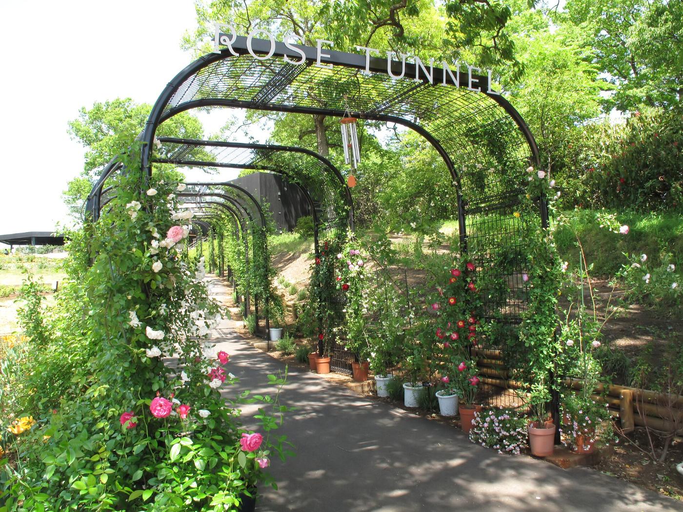 Roses at Ibaraki Flower Park, Ishioka, Ibaraki