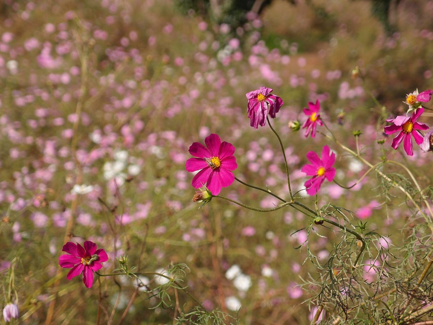 Cosmos at Showa Kinen Park, 3173 Midoricho, Tachikawa, Tokyo