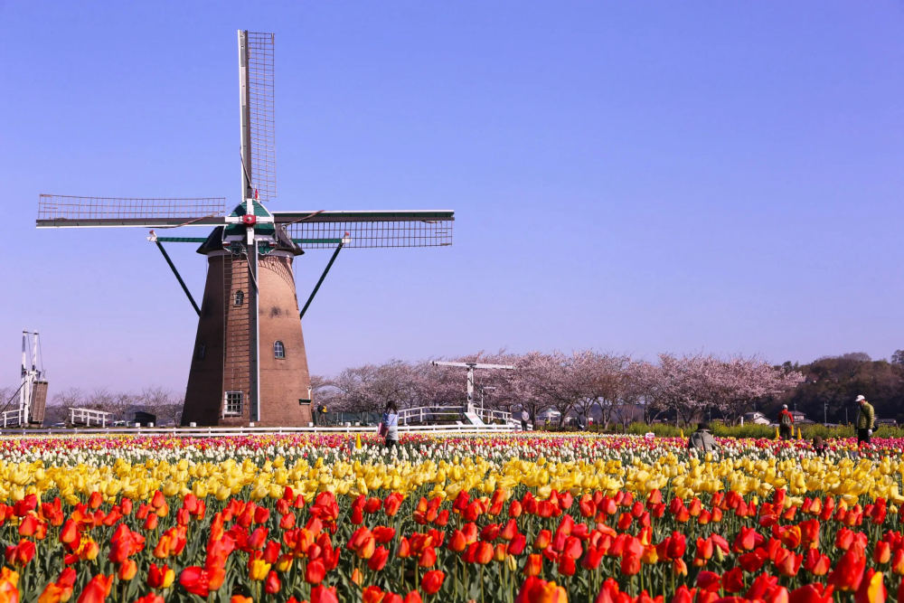 Tulips at Sakura Furusato Hiroba, 2714 Usuita, Sakura, Chiba