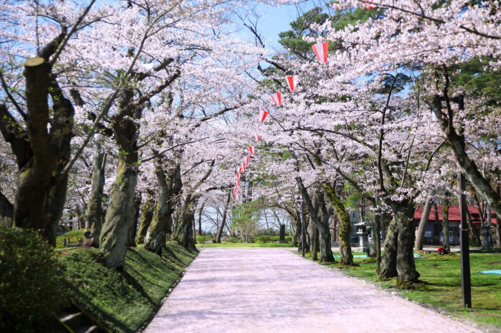 Cherry blossom at Senshu Park (Akita), 1 Senshu Koen, Akita, Akita