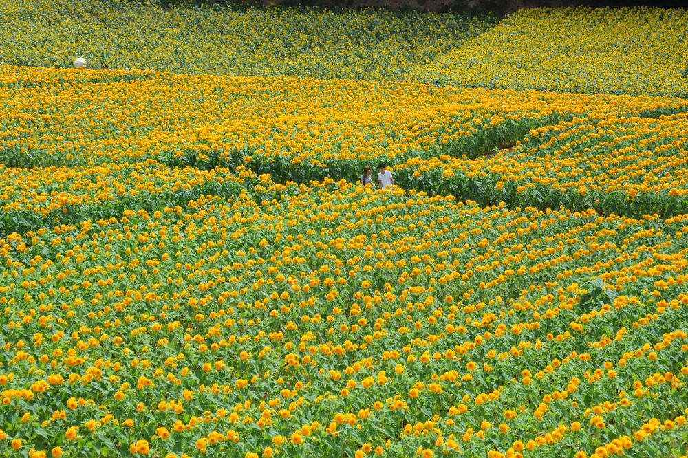 Sunflowers at Sera Kogen Farm (Hiroshima), 1124-11 Bessako, Sera, Sera District, Hiroshima