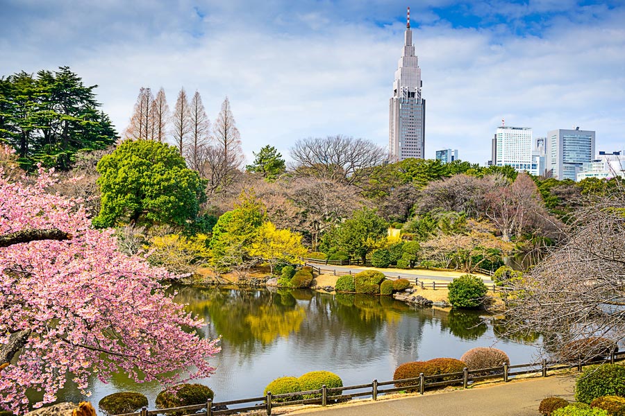 Cherry blossom at Shinjuku Gyoen (Tokyo), 11 Naitomachi, Shinjuku City, Tokyo
