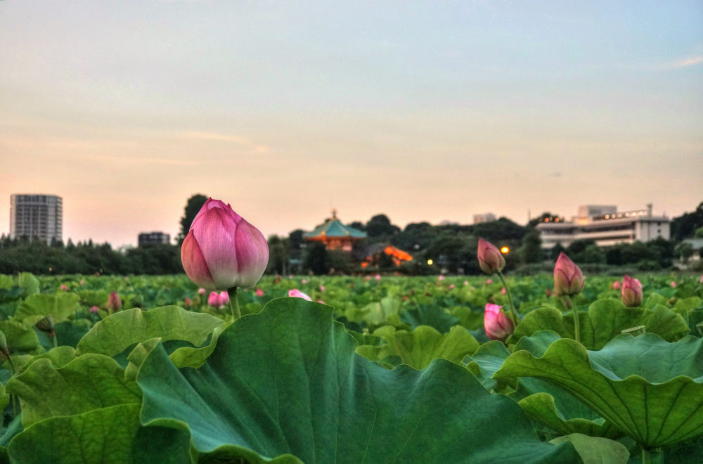 Lotus at Shinobazu Pond (Ueno), Uenokoen, Taito City, Tokyo