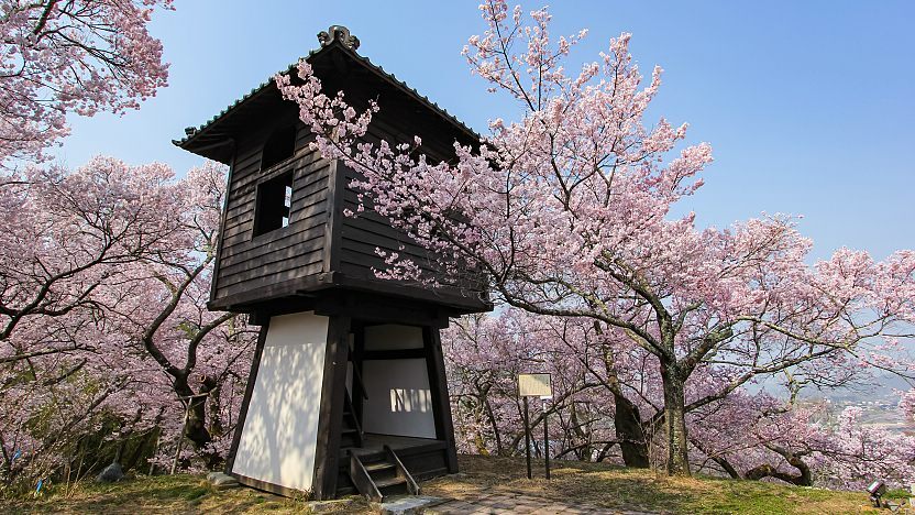 Cherry blossom at Takato Castle Ruins Park (Nagano), Takatomachi Higashitaka, Ina, Nagano