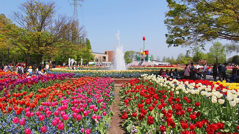 Tulips at Tonami Tulip Park (Toyama), 1-32 Hanazonomachi, Tonami, Toyama