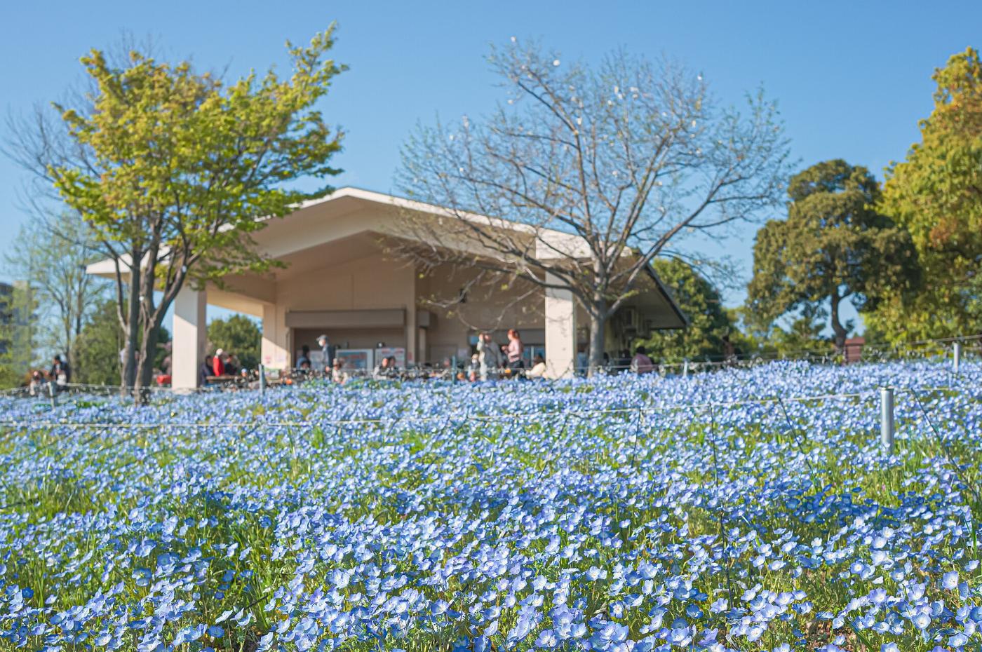 Nemophila at Toneri Park, 1-1 Toneri-koen, Adachi City, Tokyo