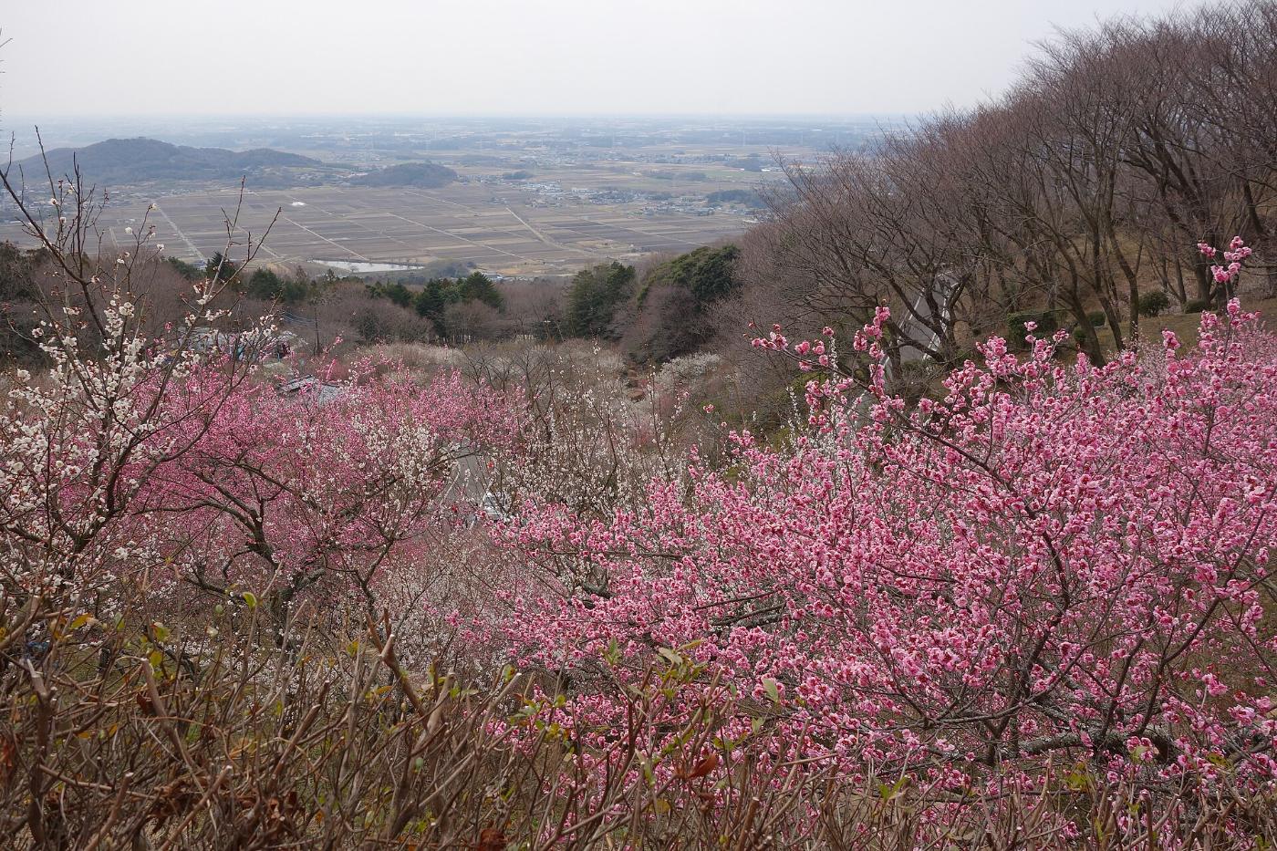 Plum blossom at Mt. Tsukuba Plum Blossom Garden, Tsukuba, Ibaraki