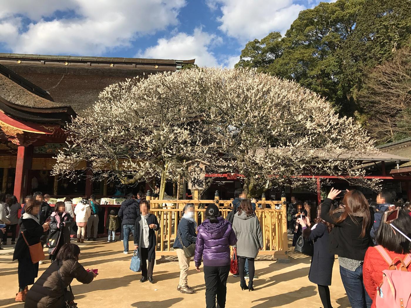 Plum blossom at Dazaifu Tenmangu Shrine, 4-7-1 Saifu, Dazaifu, Fukuoka
