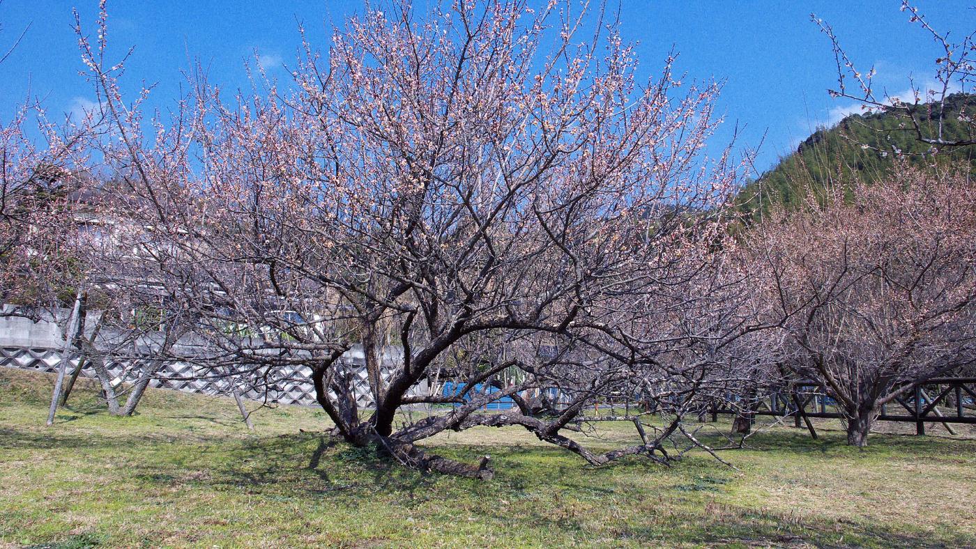 Plum blossom at Fujikawa Tenjin Garyubai, Togo-cho Fujikawa, Satsumasendai, Kagoshima