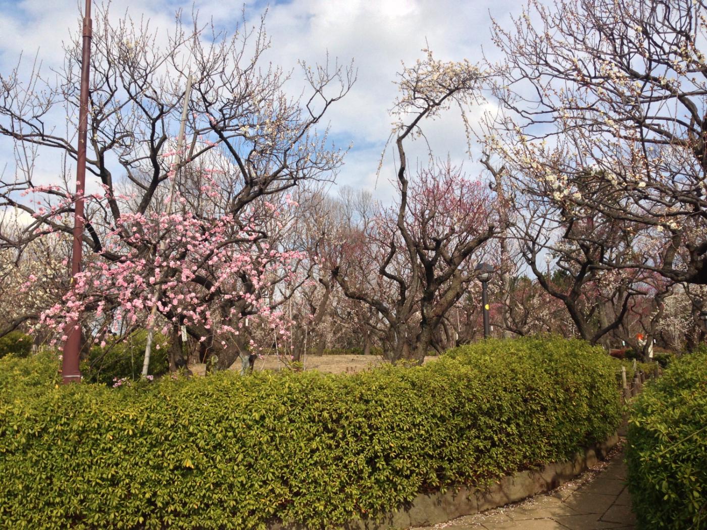 Plum blossom at Hanegi Park, 4-38-52 Daita, Setagaya City, Tokyo