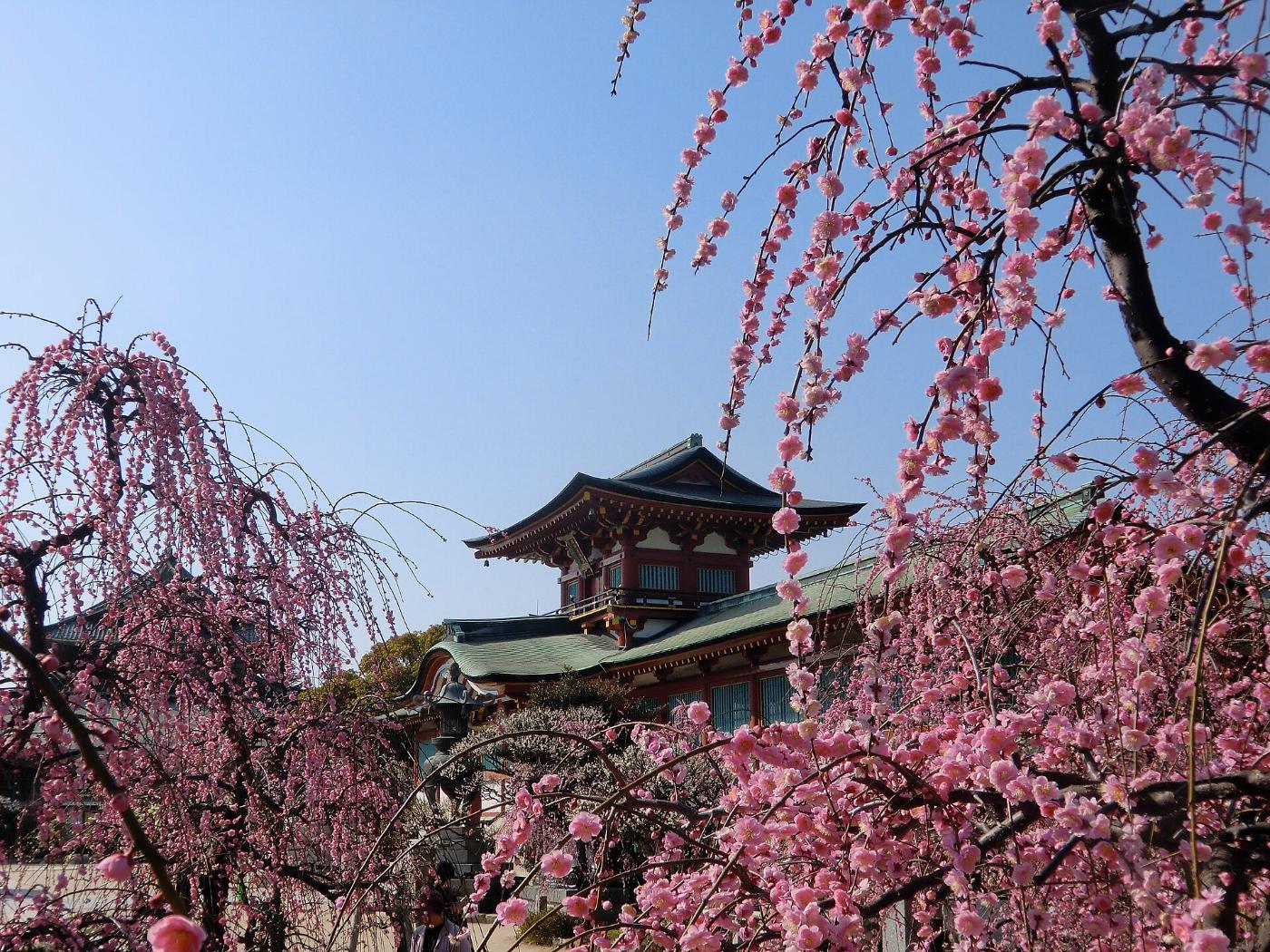 Plum blossom at Hofu Tenmangu Shrine, 14-1 Matsuzakicho, Hofu, Yamaguchi