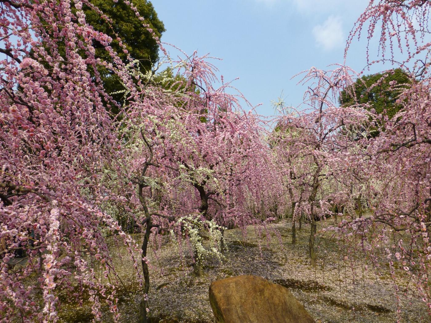 Plum blossom at Jonangu Shrine, 7 Nakajima Tobarikyucho, Fushimi Ward, Kyoto
