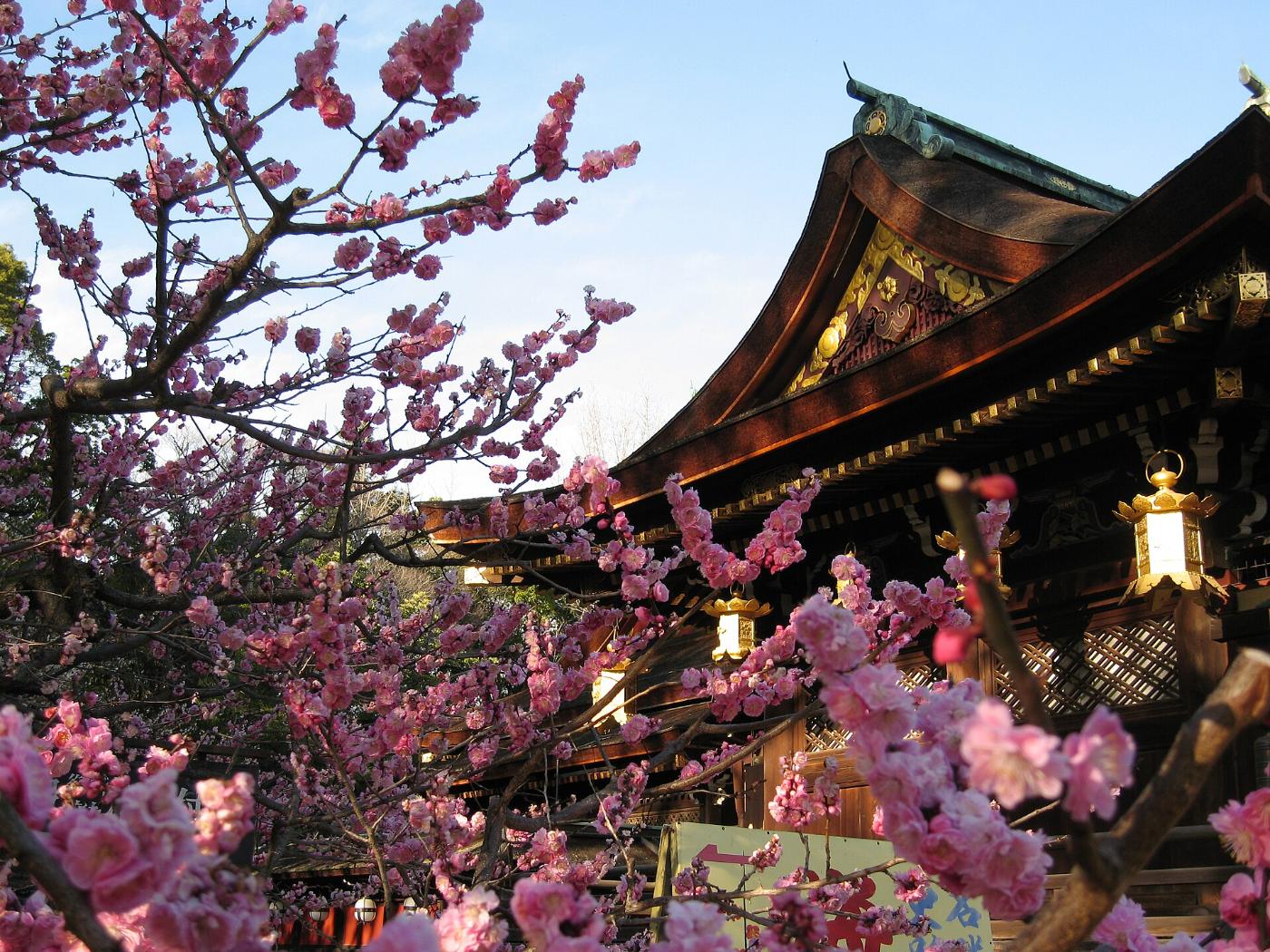 Plum blossom at Kitano Tenmangu Shrine, Bakurocho, Kamigyo Ward, Kyoto