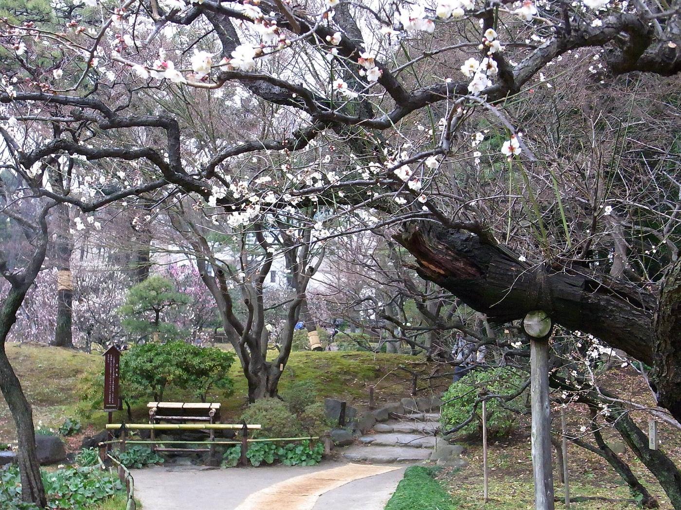 Plum blossom at Koishikawa Korakuen, 1-6-6 Koraku, Bunkyo City, Tokyo