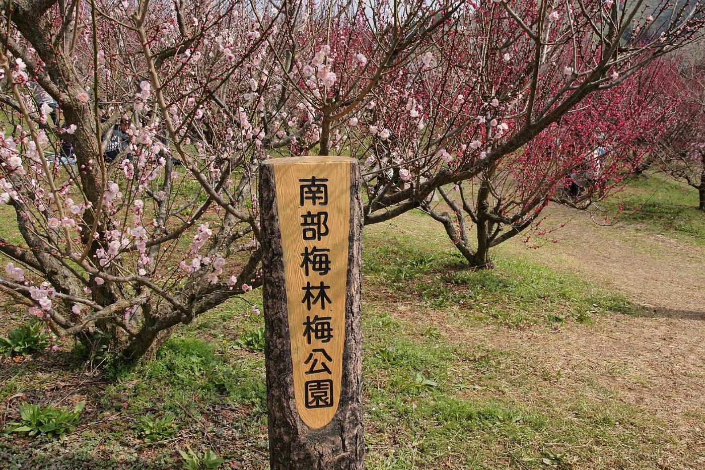 Plum blossom at Minabe Bairin, Shinjo, Minabe, Wakayama