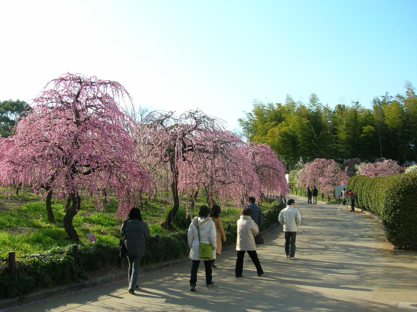 Plum blossom at Nagoya Agricultural Center (Weeping Plums), 2-1501 Hirabari-minami, Tempaku Ward, Nagoya
