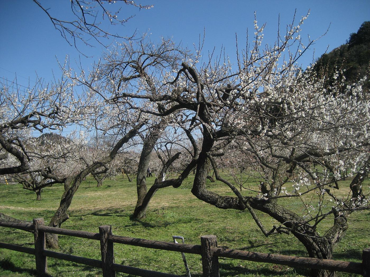 Plum blossom at Ogose Bairin, Horiguchi, Ogose, Saitama