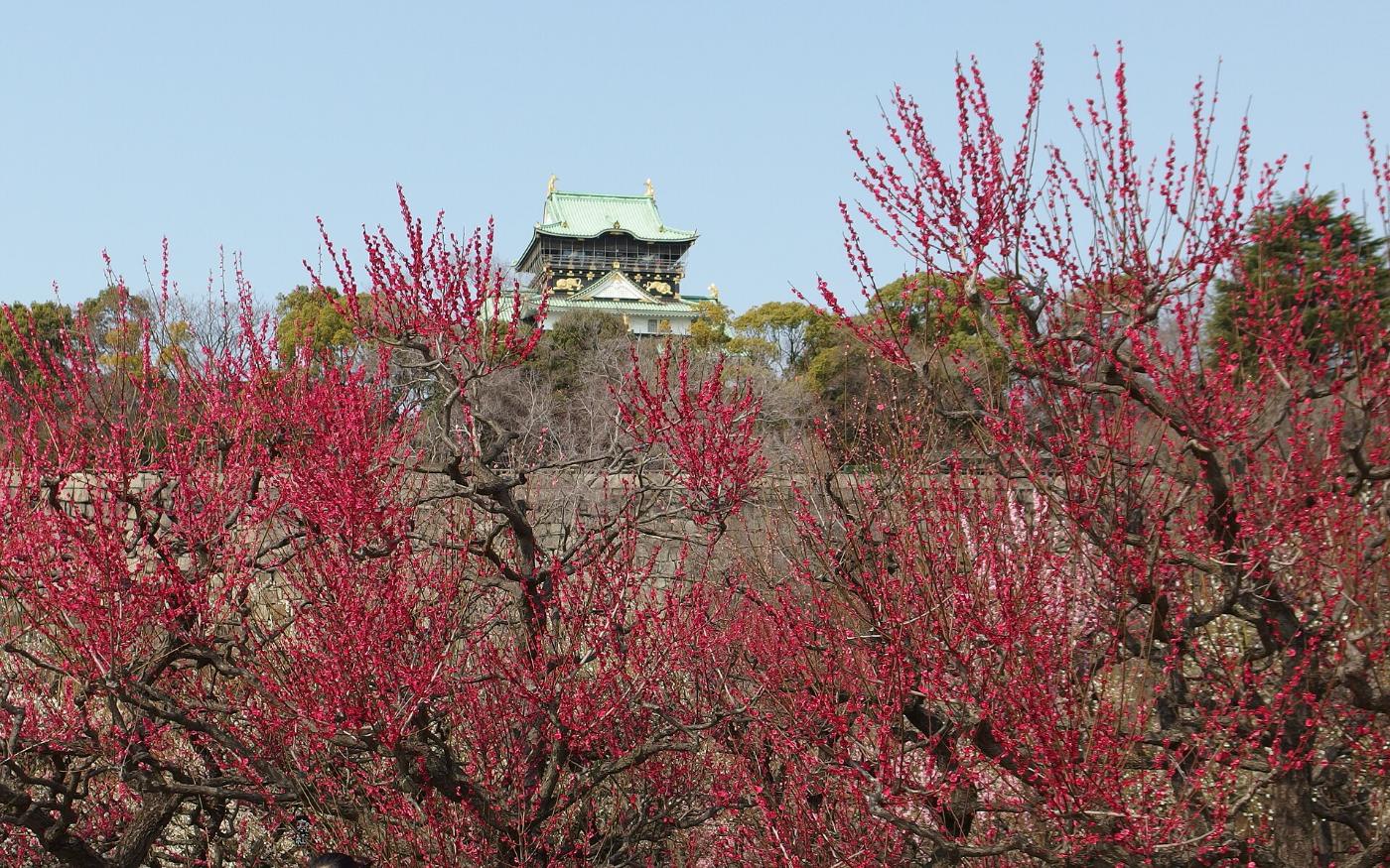 Plum blossom at Osaka Castle Plum Grove, 1-1 Osakajo, Chuo Ward, Osaka