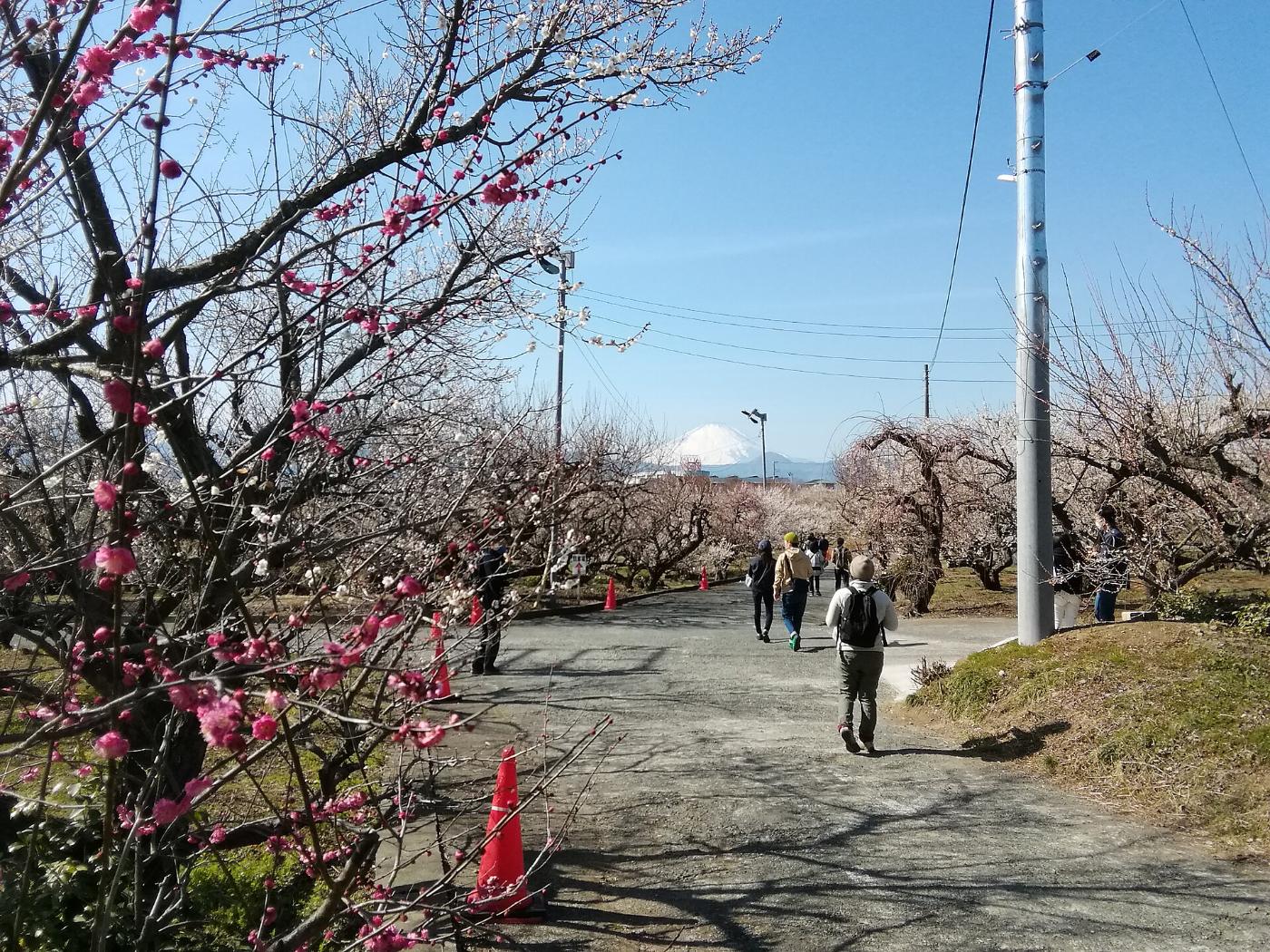 Plum blossom at Soga Plum Groves, Soga-Bessho, Odawara, Kanagawa