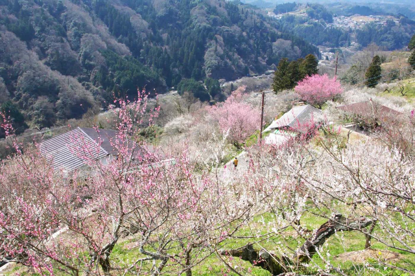 Plum blossom at Tsukigase Plum Grove, Tsukigase Oyamato, Nara