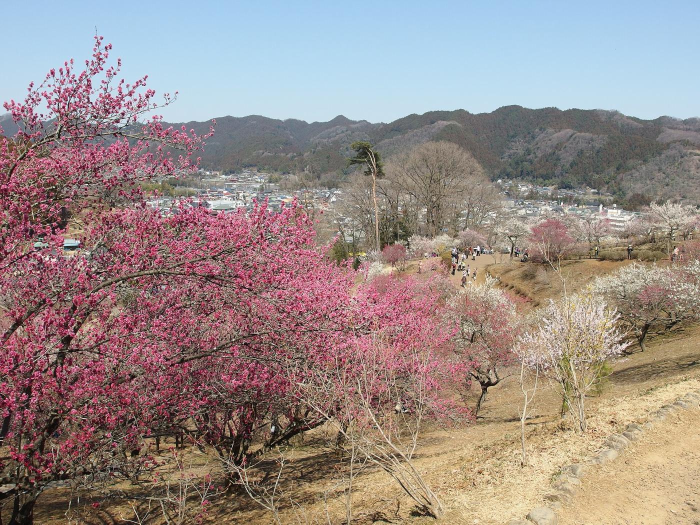Plum blossom at Yoshino Baigo (Ome), Umego, Ome, Tokyo