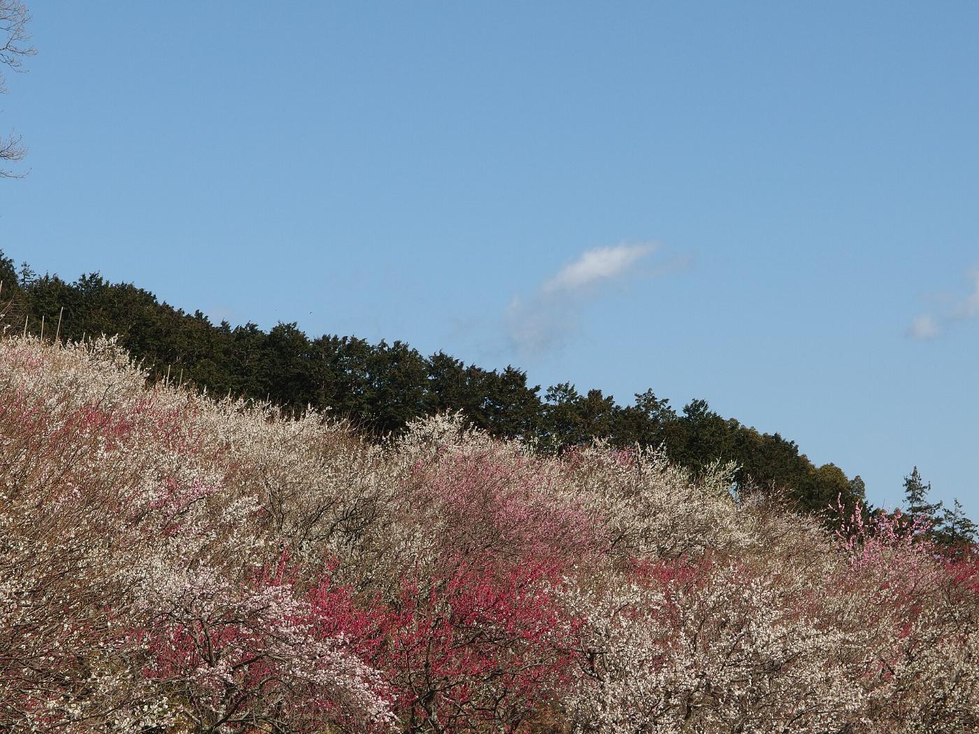 Plum blossom at Yugawara Plum Grove (Makuyama Park), Miyakami, Yugawara, Kanagawa