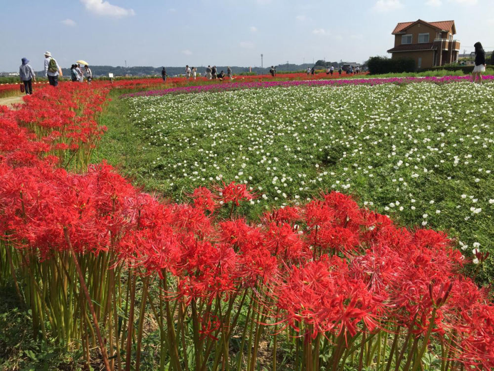 Red spider lily at Yakachi River, Yanabe, Handa, Aichi