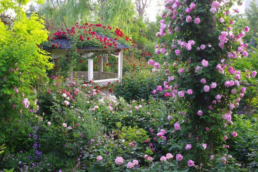 Roses at Yokohama English Garden (Kanagawa), 6-1 Nishihiranumacho, Nishi Ward, Yokohama, Kanagawa