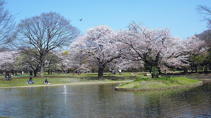 Cherry blossom at Yoyogi Park, 2-1 Yoyogikamizonocho, Shibuya City, Tokyo