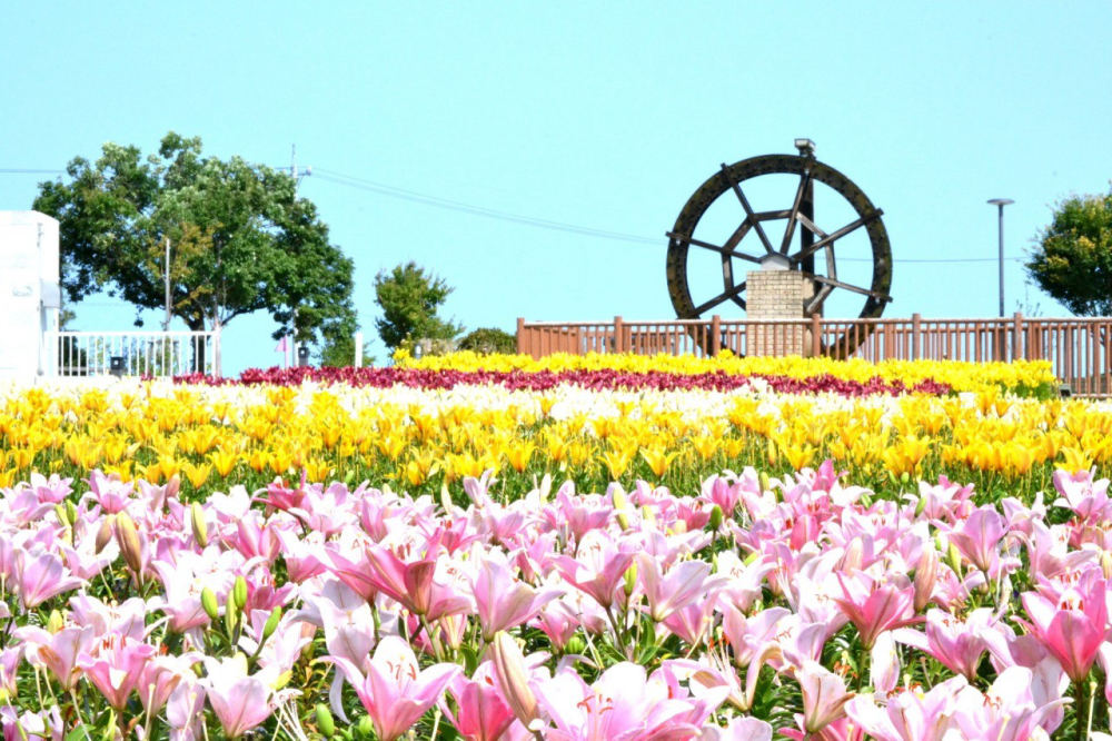 Lilies at Yuri no Sato Park (Fukui), 1-14 Haruecho Tanda, Sakai, Fukui