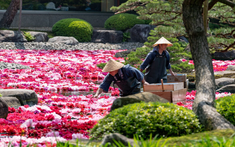 Peony at Yuushien Garden, 1260-2 Yushicho, Matsue, Shimane